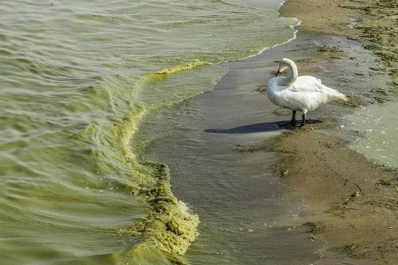 Gdzie sinice nad morzem? Dowiedz się, gdzie są najniebezpieczniejsze miejsca