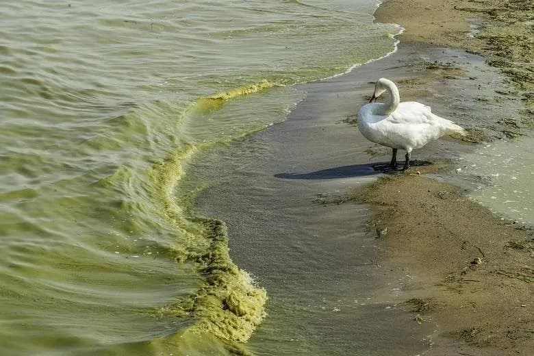Gdzie sinice nad morzem? Dowiedz się, gdzie są najniebezpieczniejsze miejsca