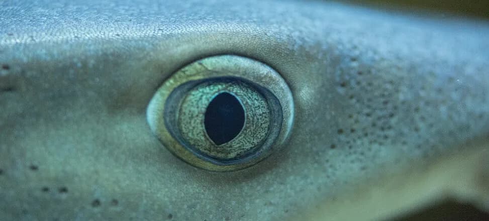 Czy rekiny są w Bałtyku? Fakty o ich obecności i bezpieczeństwie