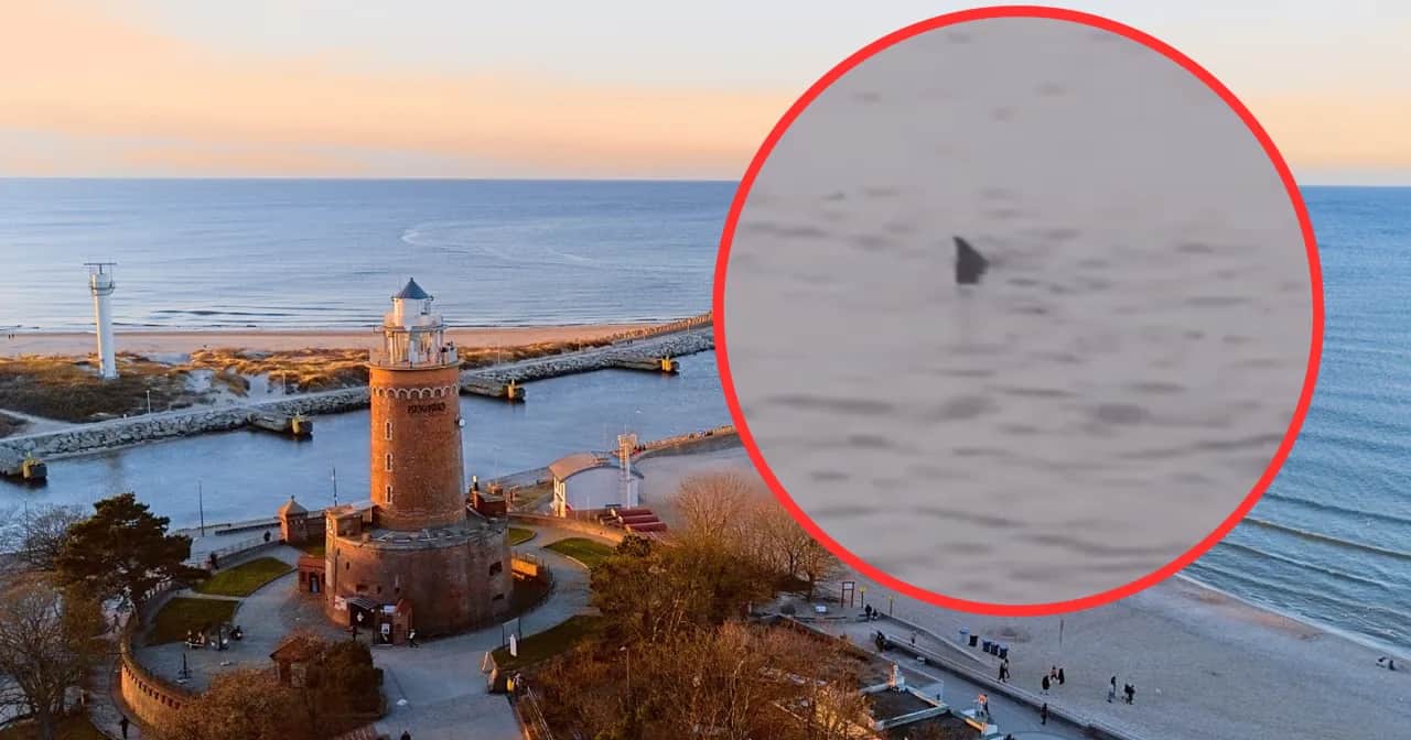 Czy w Bałtyku są rekiny? Rzadkie spotkania i ich ekologia