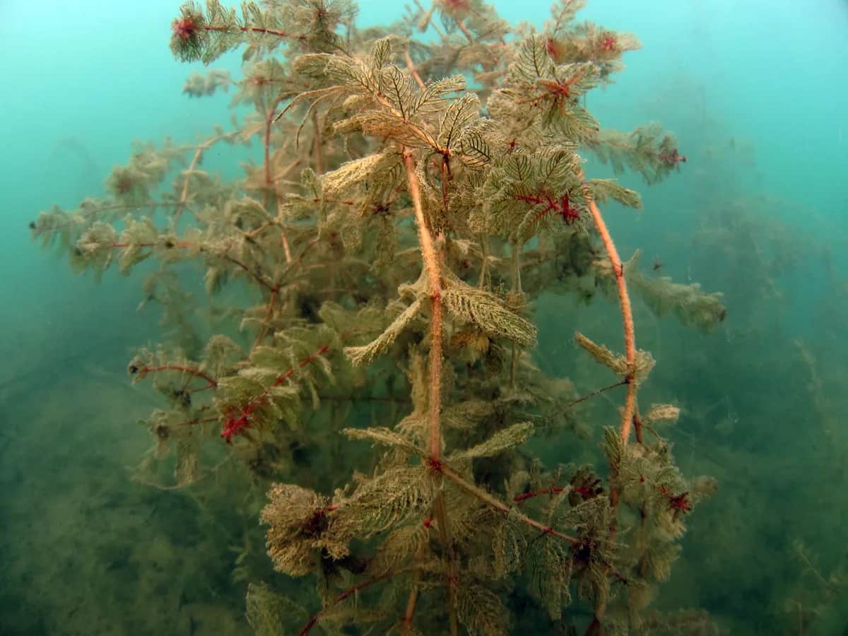 Nurkowanie w Jeziorze Tarnobrzeskim: Atrakcyjne miejsca i warunki