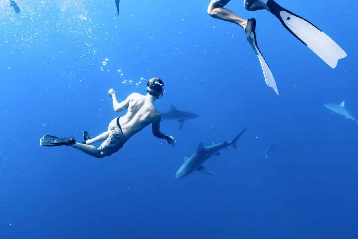 Czy na Wyspach Kanaryjskich są rekiny? Rzadkie ataki i bezpieczeństwo w wodzie