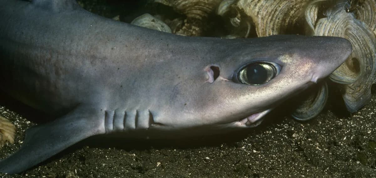 Czy w Morzu Bałtyckim są rekiny? Fakty o ich obecności i bezpieczeństwie